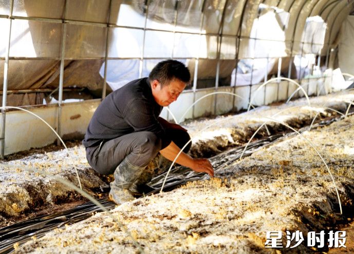 湘福翔食用菌基地标准化大棚内，一垄垄鲜嫩的芦苇菇破土而出。