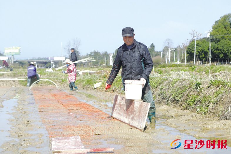 在开慧镇葛家山村的田野上,种粮大户开展集中育秧。 张庆 摄