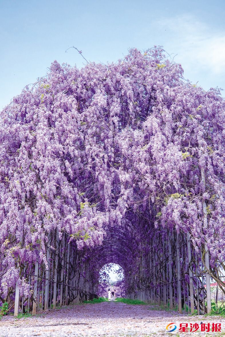 图为120米长的“普罗旺斯紫藤廊道”,如梦幻时空通道。黄花镇供图