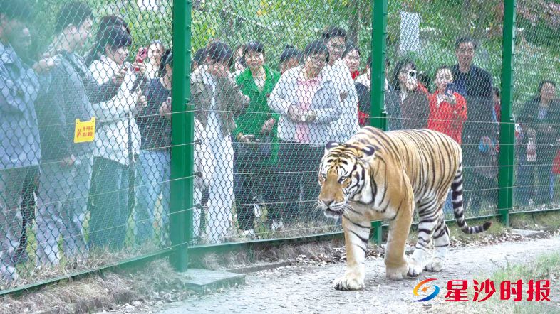 　　长沙三珍虎园推出“小虎保育员”和“云”养虎体验项目，吸引众多游客线下观虎。金井镇供图
