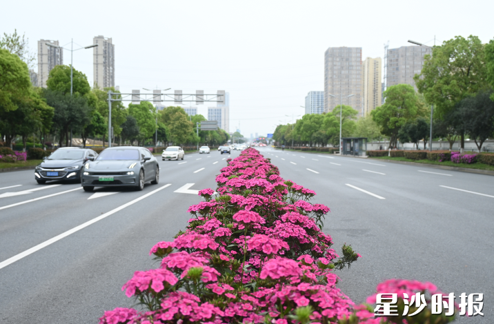 星沙繁花漫道。长沙县城管局供图 星沙繁花漫道。长沙县城管局供图