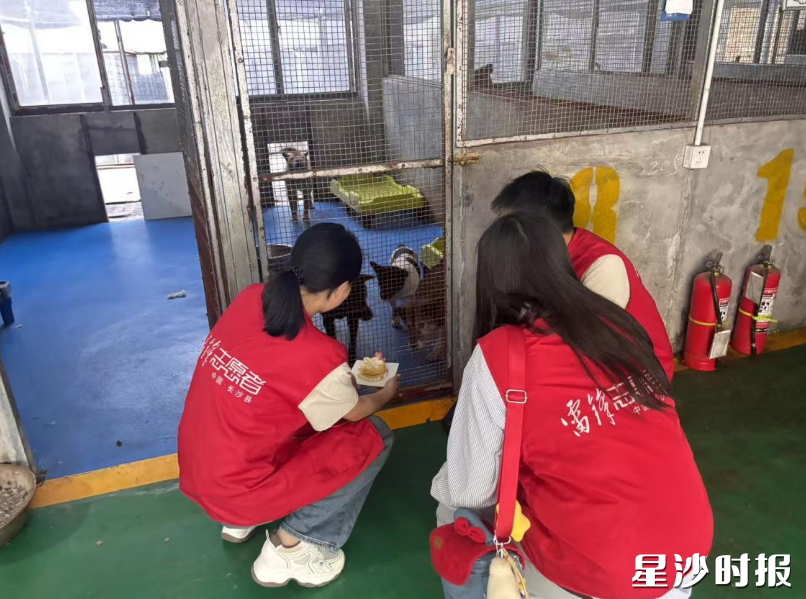 志愿者将精心制作的宠物蛋糕捐赠至流浪动物救助基地。