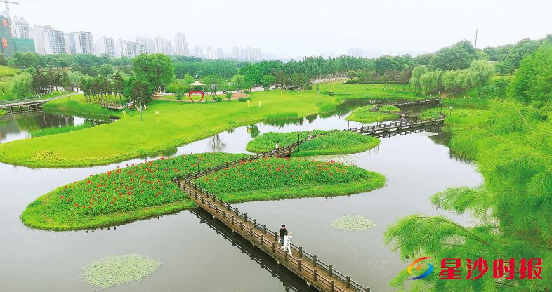 这片美人蕉花海位于湖南松雅湖国家湿地公园东南角(东七路大桥下),已成为公园生态景观的标志性符号。 叶甜 摄