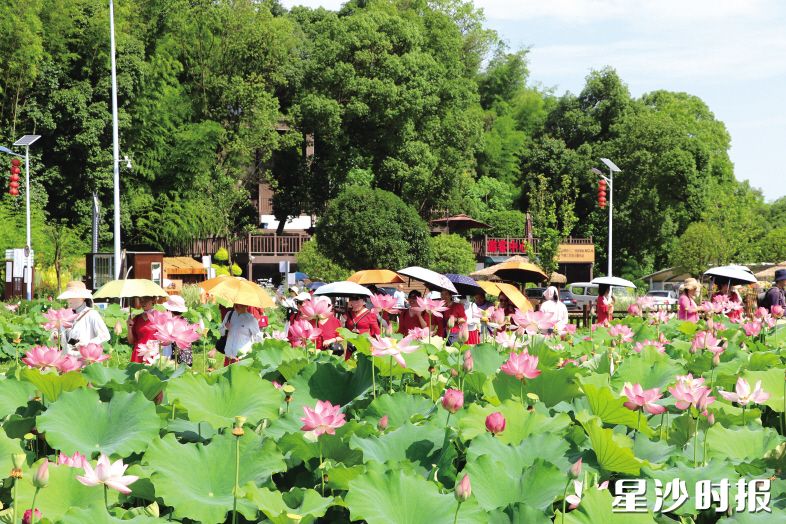 长沙县文旅资源业态多元，集聚红色研学、生态山水、乡村休闲、城市夜游、工业旅游等。图为长龙街道百亩荷塘引游客打卡。林畅 摄