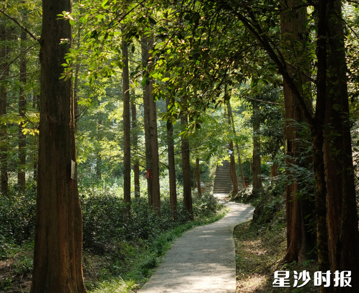 大山冲森林公园林木幽深,溪涧清澈,宛若现实版绿野仙踪。满目绿意扑面而来,是亲近自然、森林休闲的好去处。 大山冲森林公园林木幽深,溪涧清澈,宛若现实版绿野仙踪。满目绿意扑面而来,是亲近自然、森林休闲的好去处。